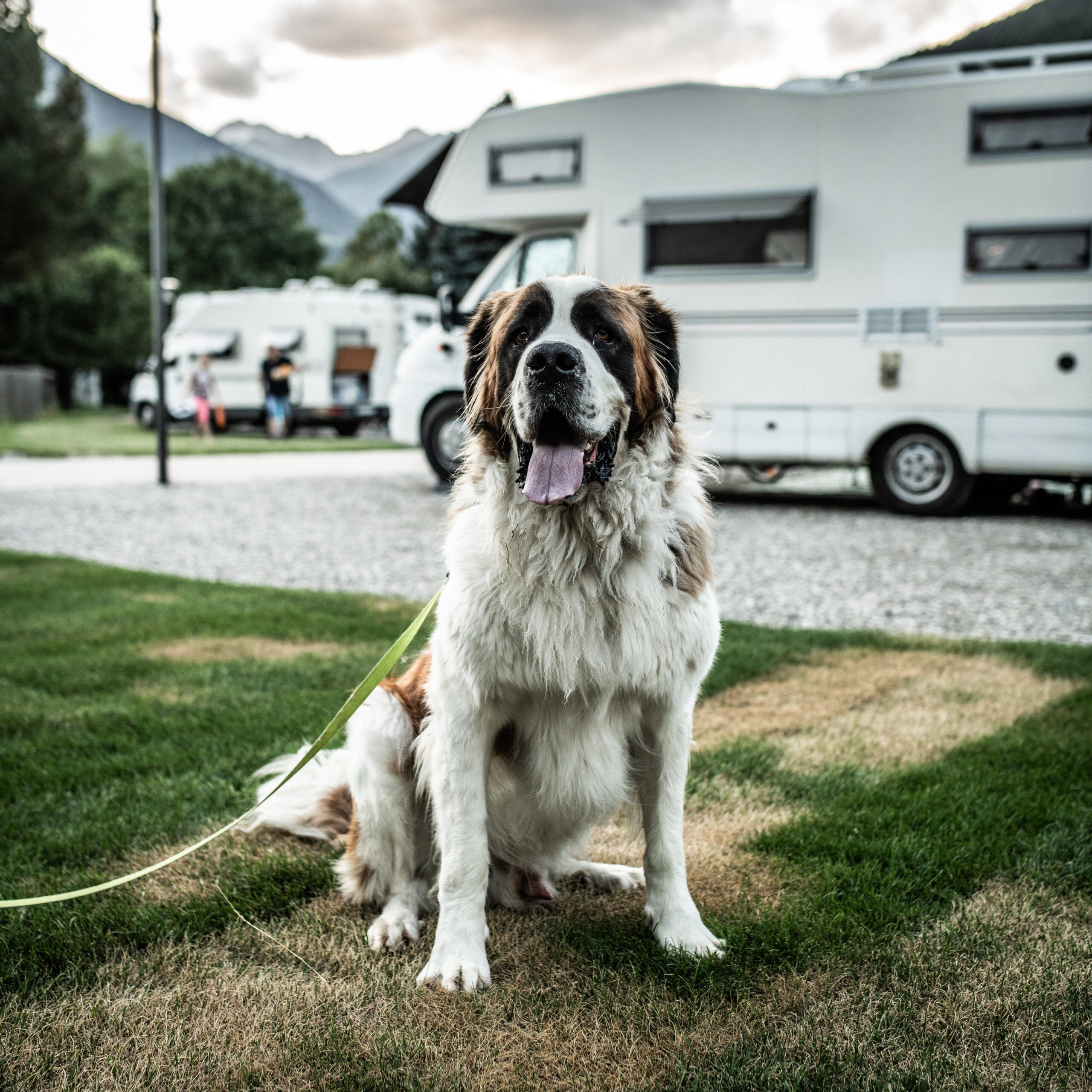 Hund im Ahrntal