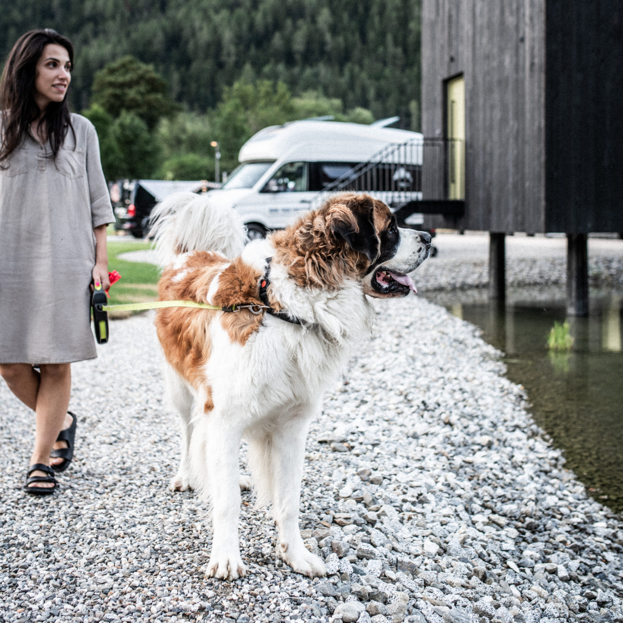 Hund bei SÅNDGØLD